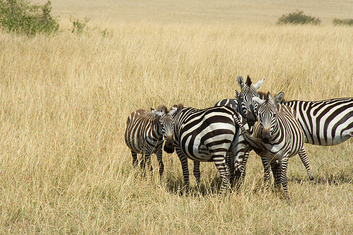 10 khu bảo tồn hoang d&atilde; đẹp nhất ch&acirc;u Phi